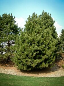 Сосна Чёрная (Pinus Nigra) купить по цене от 270.00р. в интернет-магазине «Посадика» с доставкой почтой в в Воткинске и по всей России – [изображение №1].