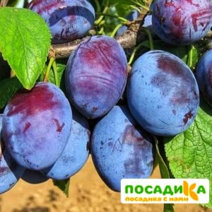 Слива Чачакская ранняя купить по цене от 229.00р. в интернет-магазине «Посадика» с доставкой почтой в в Воткинске и по всей России – [изображение №1].