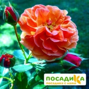 Роза Арабия купить по цене от 350.00р. в интернет-магазине «Посадика» с доставкой почтой в в Воткинске и по всей России – [изображение №1].