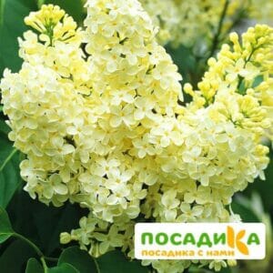 Сирень Примроуз (Primrose) купить по цене от 529.00р. в интернет-магазине «Посадика» с доставкой почтой в в Воткинске и по всей России – [изображение №1].