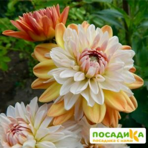 Георгина Коуп де Солейл (декоративная) купить по цене от 400р. в интернет-магазине «Посадика» с доставкой почтой в в Воткинске и по всей России – [изображение №1].