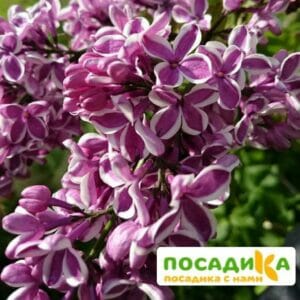 Сирень Сенсация купить по цене от 529.00р. в интернет-магазине «Посадика» с доставкой почтой в в Воткинске и по всей России – [изображение №1].