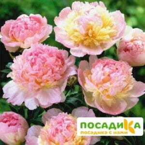 Пион Распберри Сандей (Paeonia Raspberry Sundae) купить по цене от 959р. в интернет-магазине «Посадика» с доставкой почтой в в Воткинске и по всей России – [изображение №1].