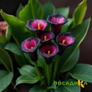 Калла Аура Лейс купить по цене от 400р. в интернет-магазине «Посадика» с доставкой почтой в в Воткинске и по всей России – [изображение №1].