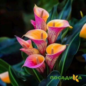Калла Оникс купить по цене от 450р. в интернет-магазине «Посадика» с доставкой почтой в в Воткинске и по всей России – [изображение №1].