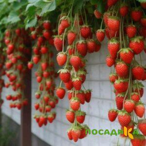 Клубника вьющаяся Комплимент купить по цене от 470р. в интернет-магазине «Посадика» с доставкой почтой в в Воткинске и по всей России – [изображение №1].