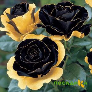 Роза Ханни Сикл купить по цене от 700р. в интернет-магазине «Посадика» с доставкой почтой в в Воткинске и по всей России – [изображение №1].