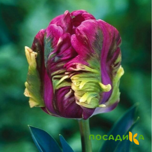 Тюльпан Экзотик Хэвен купить по цене от 186р. в интернет-магазине «Посадика» с доставкой почтой в в Воткинске и по всей России – [изображение №1].