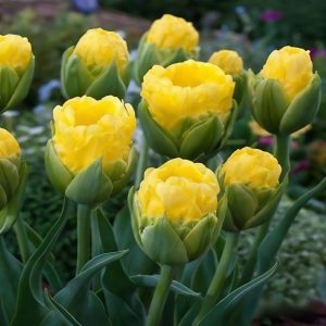 Тюльпан махровый Ванила Коп купить по цене от 159р. в интернет-магазине «Посадика» с доставкой почтой в в Воткинске и по всей России – [изображение №1].