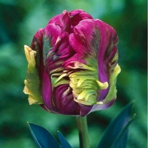 Тюльпан Экзотик Хэвен купить по цене от 186р. в интернет-магазине «Посадика» с доставкой почтой в в Воткинске и по всей России – [изображение №1].